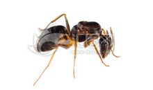 红蚂蚁吃白蚂蚁