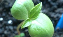 我的观察日记凤仙花