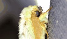 一只飞蛾触动了我的情思