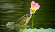 跳出水面的鱼儿