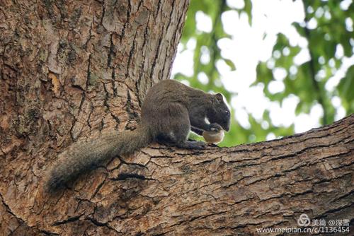 西湖边的小松鼠