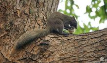 西湖边的那只小松鼠