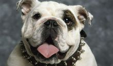 记忆里的那只狗