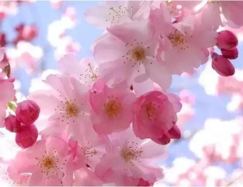 与桃花的美丽encounter