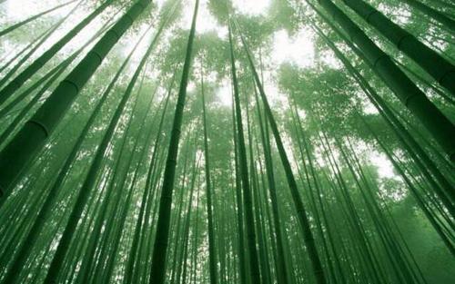 竹林中的一幕