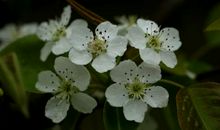 一夜春雨随风来，茉莉香沁梨花开