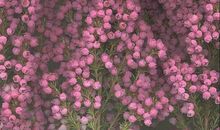 活出最美的姿态