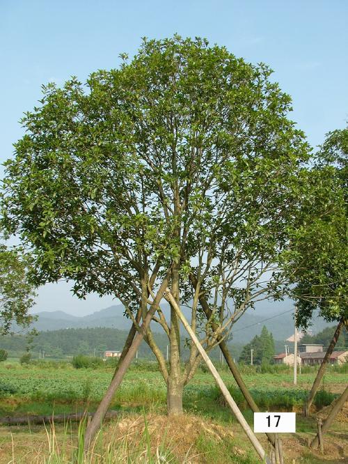 那棵桂花树