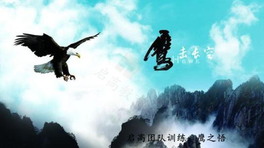 鹰是鹰