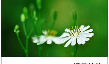 三十九朵花齐绽放