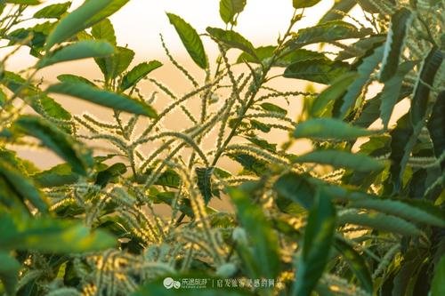 板栗爱