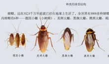 与蟑螂的亲密接触