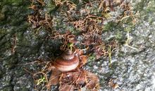 一只特立独行的蜗牛