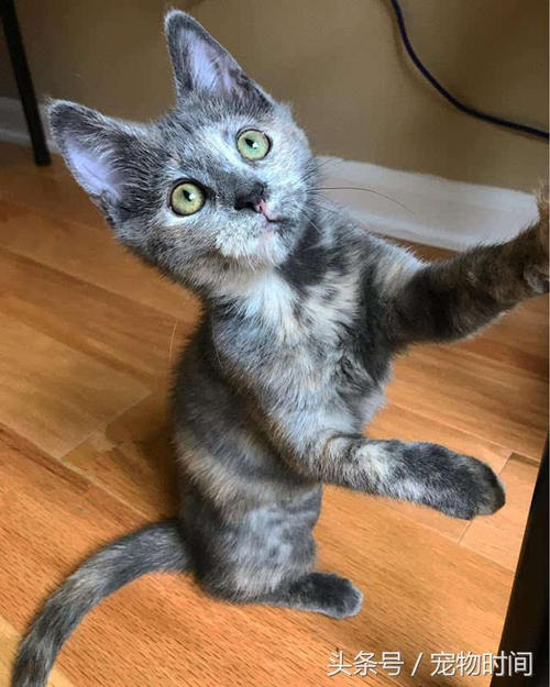 小猫被救出