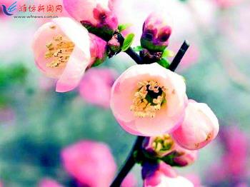 农历新年想像力