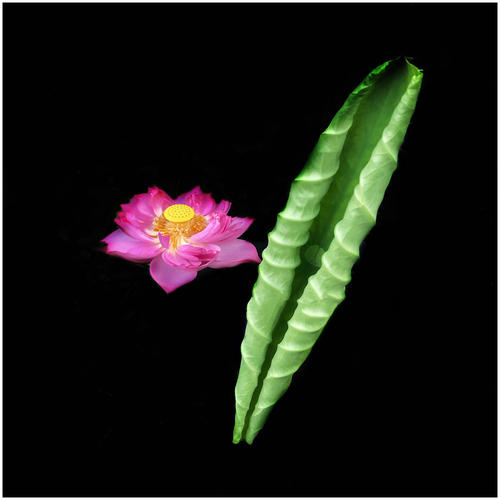 告别一朵花和一片叶子