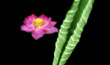 一花一叶说再见