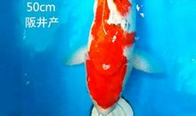 小红鱼，你快出来吧