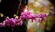 一花一叶总是情