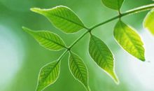 校园里的一片绿叶