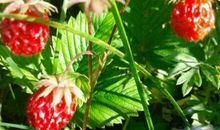 采摘野草莓