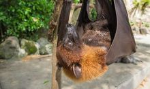 肺炎与野味读后感