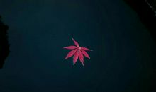 慢下来感受生命的精致