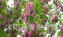 不会变的是清浅槐香