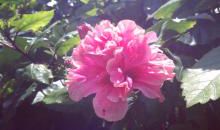 有一朵花馨盛开