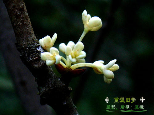 重温旧梦
