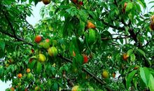 我爱故乡的桃树