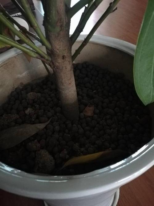 我家的和平树