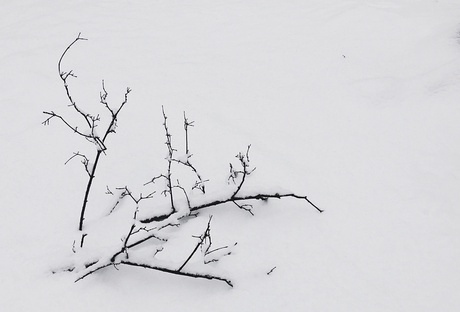 在雪中绘画