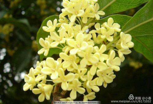 另见桂花