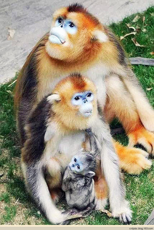 Monkey猴·赏猴·玩猴