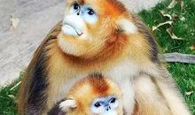 遇猴·赏猴·戏猴