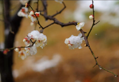 梅花让我知道有多强烈