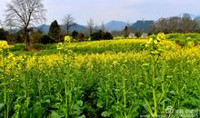 寻找春天，风景无限