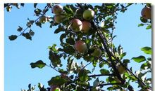 姥姥家的苹果树