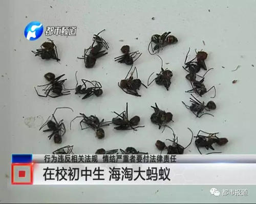 巨型蚂蚁旅行