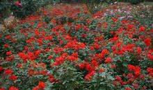 那小路我永元的记忆