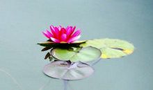 别了记忆深处的蛙鸣