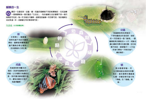 蝴蝶的不同生活
