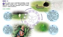 蝴蝶多变的一生