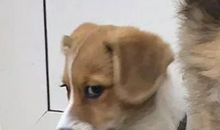 外婆邻居家的狗