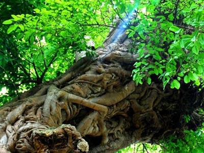 在街道上的老树