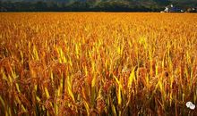 秋天，我们去田野