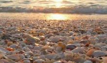 海边游玩之捡贝壳