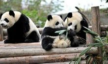 三年级作文国宝大熊猫350字