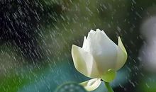 我的成长只因有您